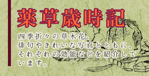 薬草歳時記